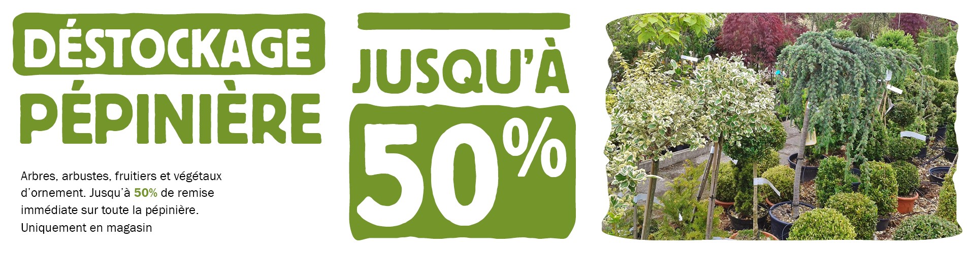 Arbres, arbustes, fruitiers et végétaux d’ornement. Jusqu’à 50% de remise immédiate sur toute la pépinière. Uniquement en magasin